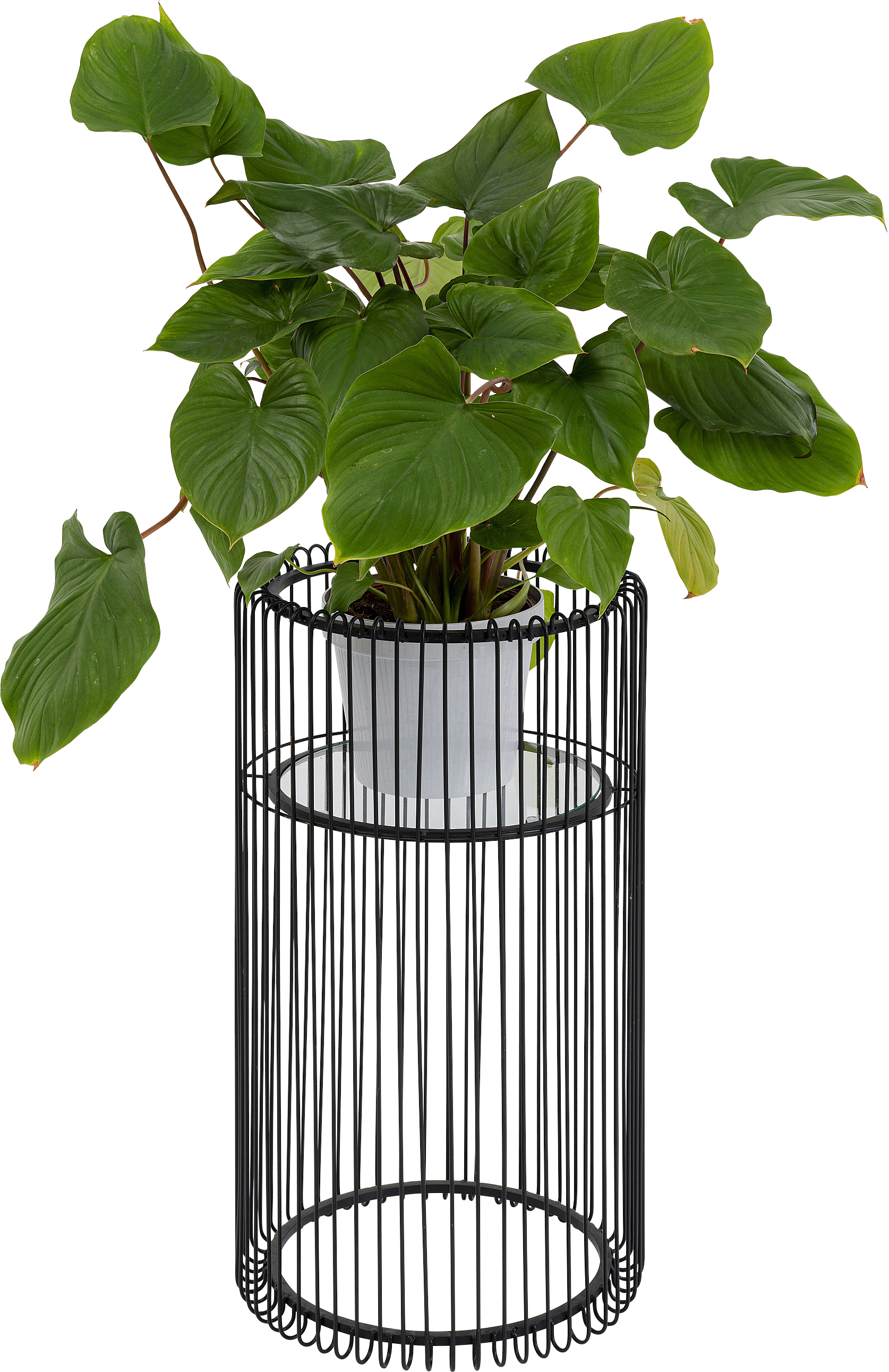 Pflanzenständer Wire, schwarz - Accessoires
