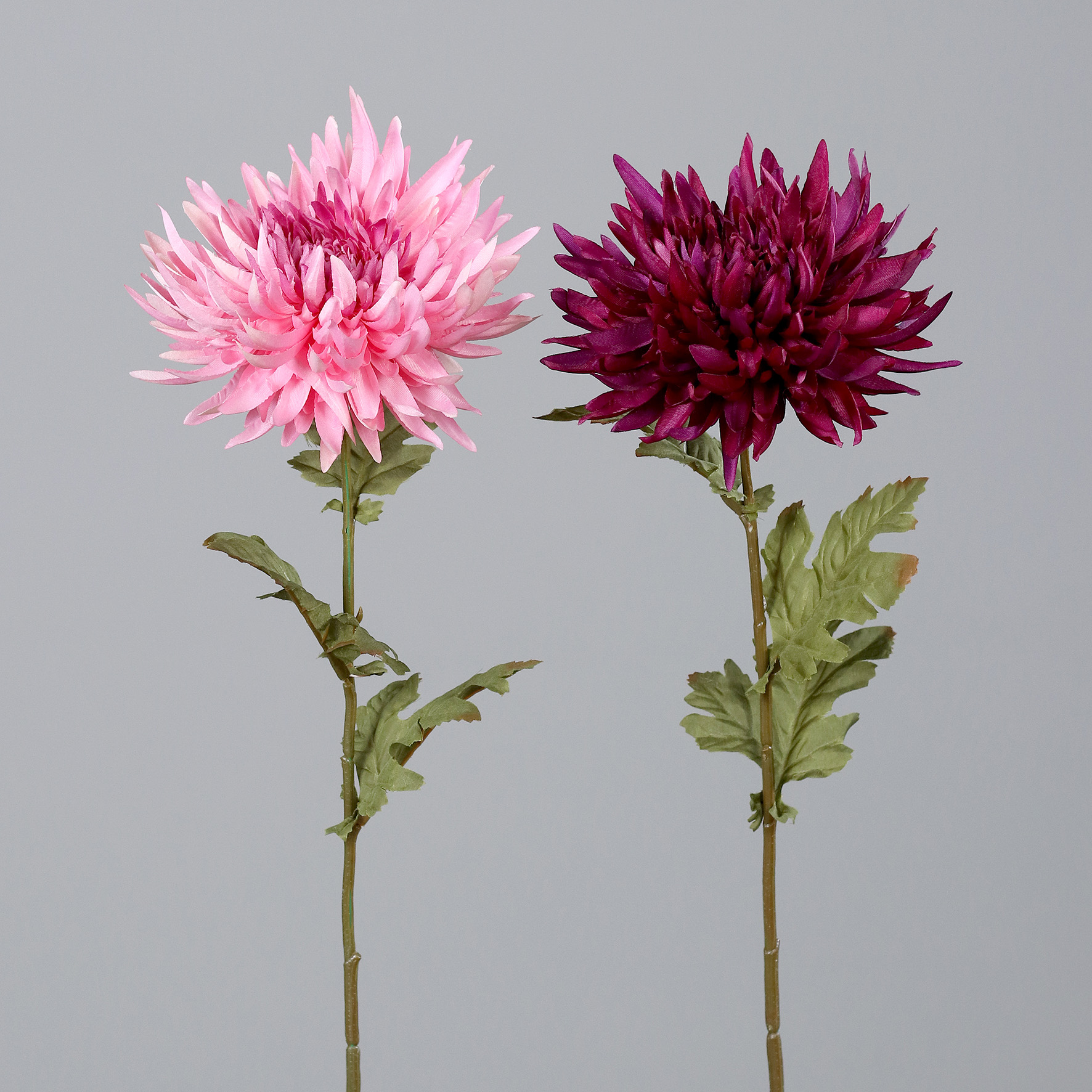 Chrysantheme, ca. 74 cm,  2-fgb sort. creme-beige - lila-rosa