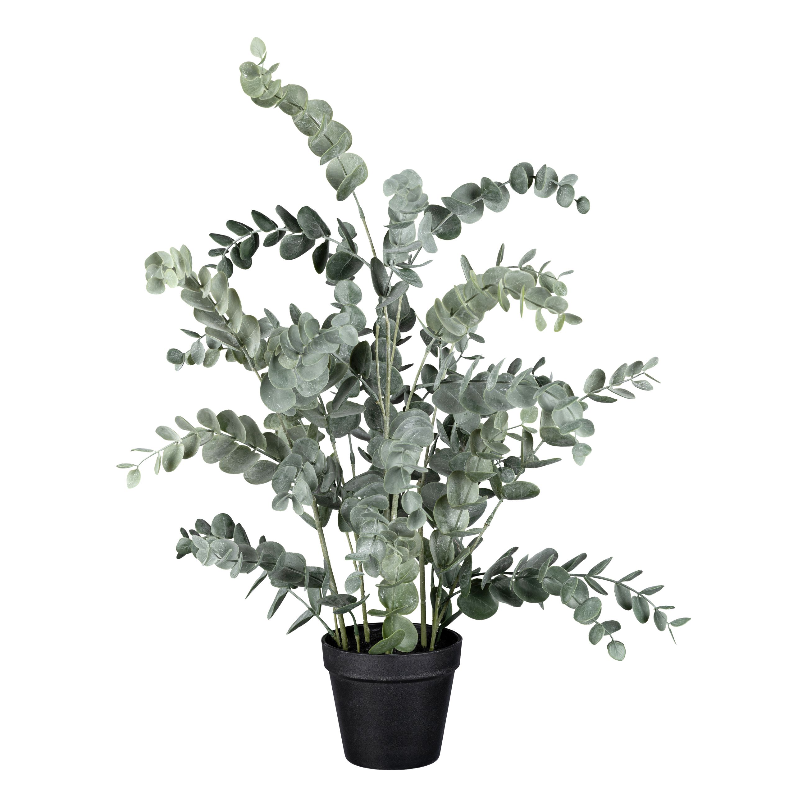 Eukalyptus  - im kunststofftopf, 67cm
