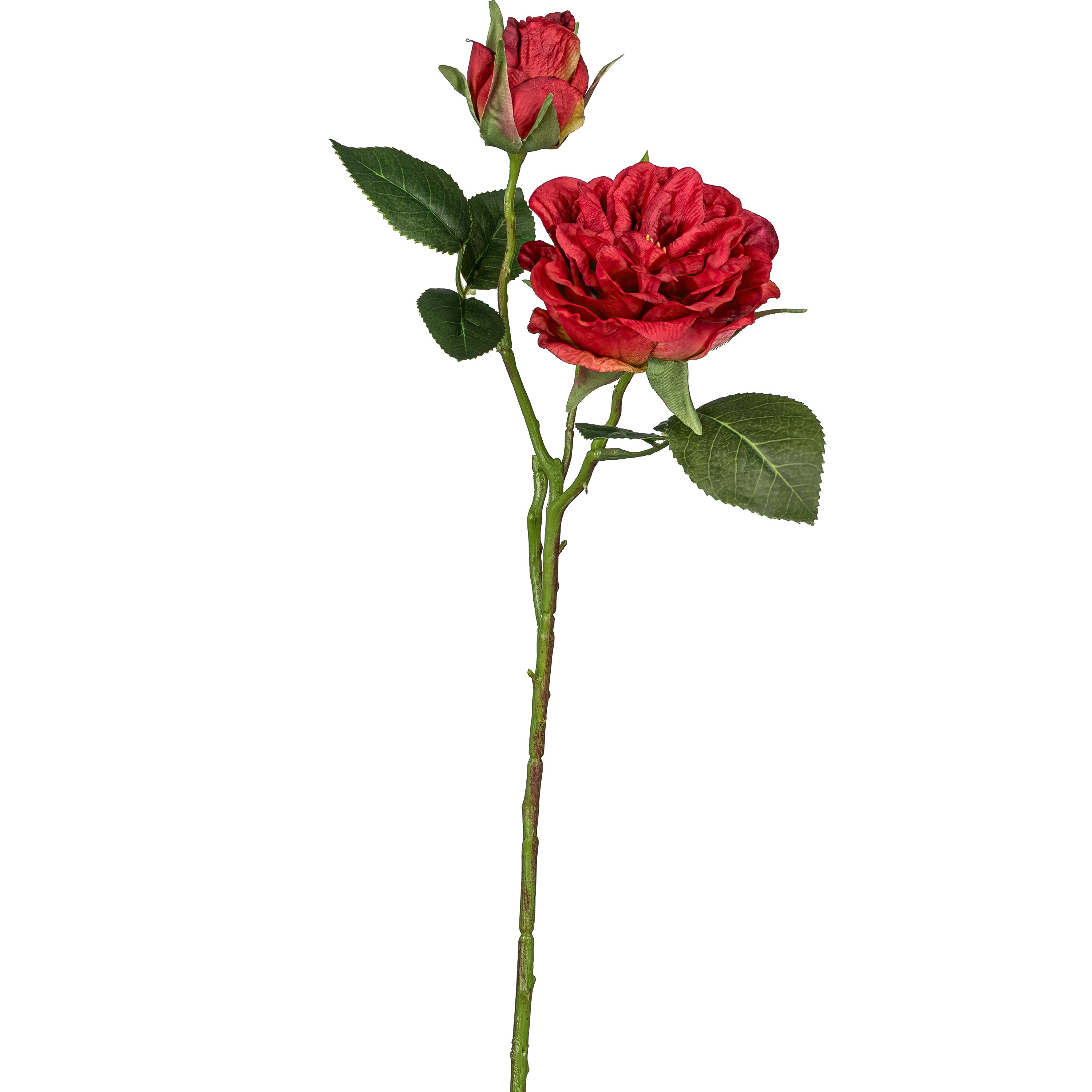 Gartenrose - 58cm, rot