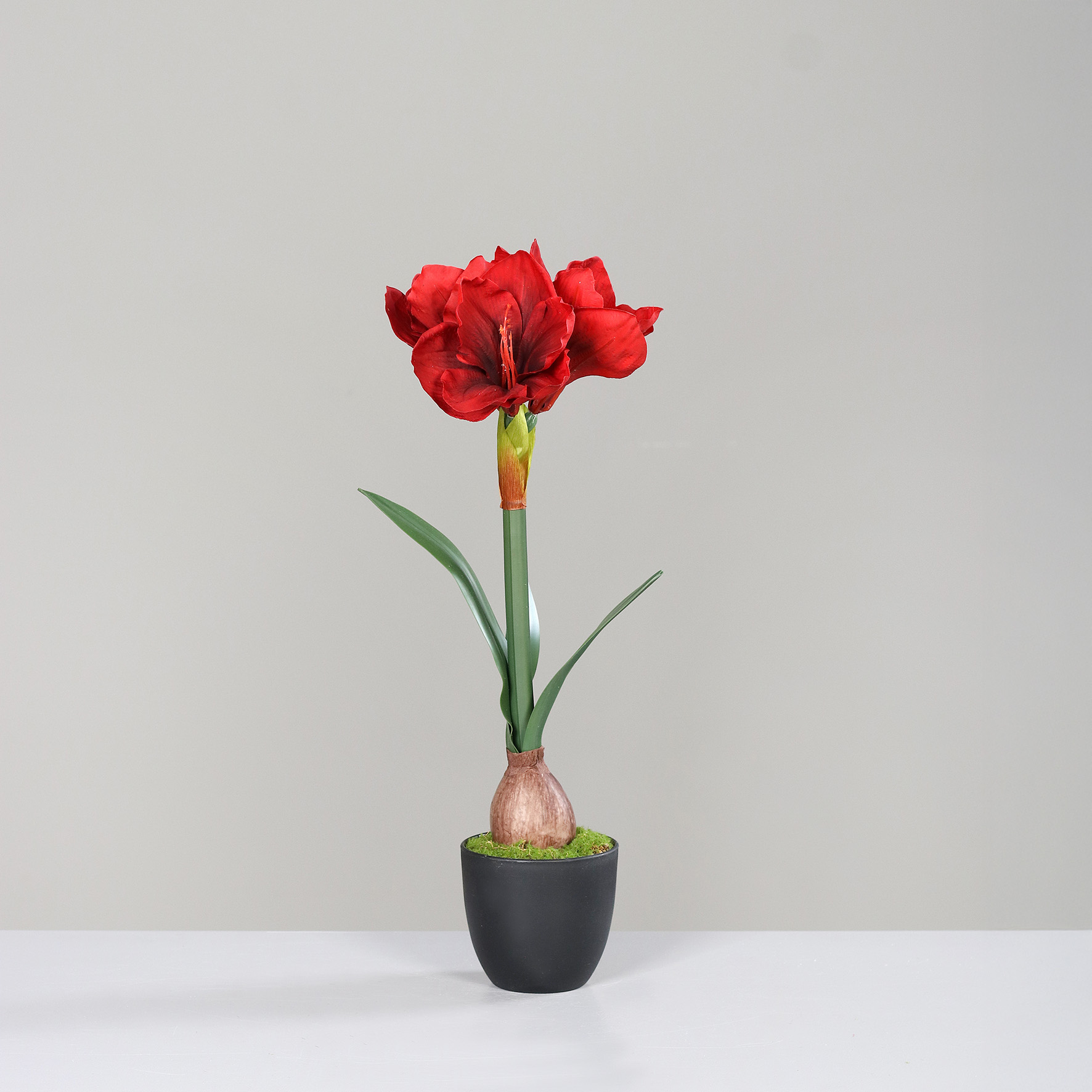 Amaryllis im Topf, ca. 53 cm - rot