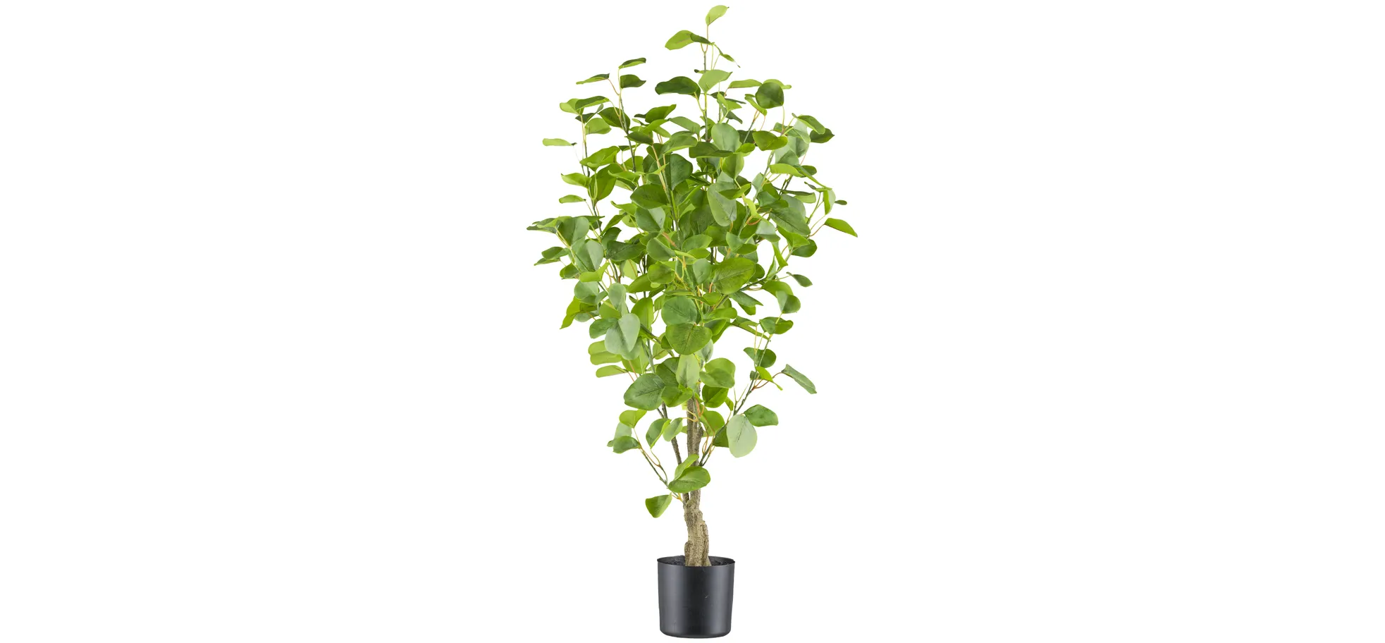 Eukalyptus im Topf - HD ca. 90x60 cm