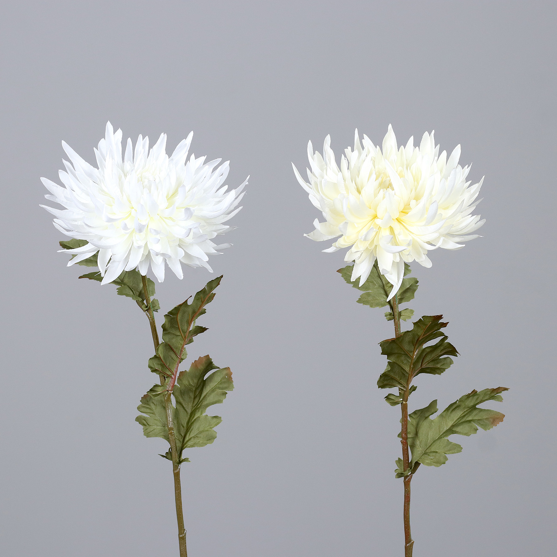 Chrysantheme, ca. 74 cm,  2-fgb sort. creme-beige - creme-beige