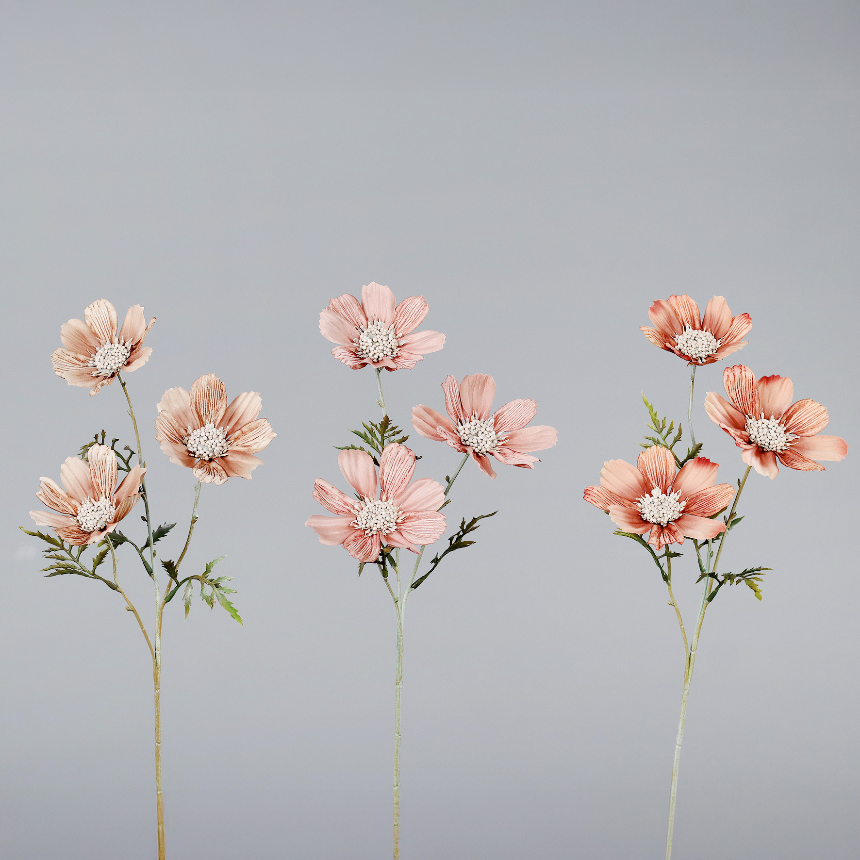 Cosmea mit drei Blüten  3-fbg. sort., ca.  54 cm - in apricot-amber-sand