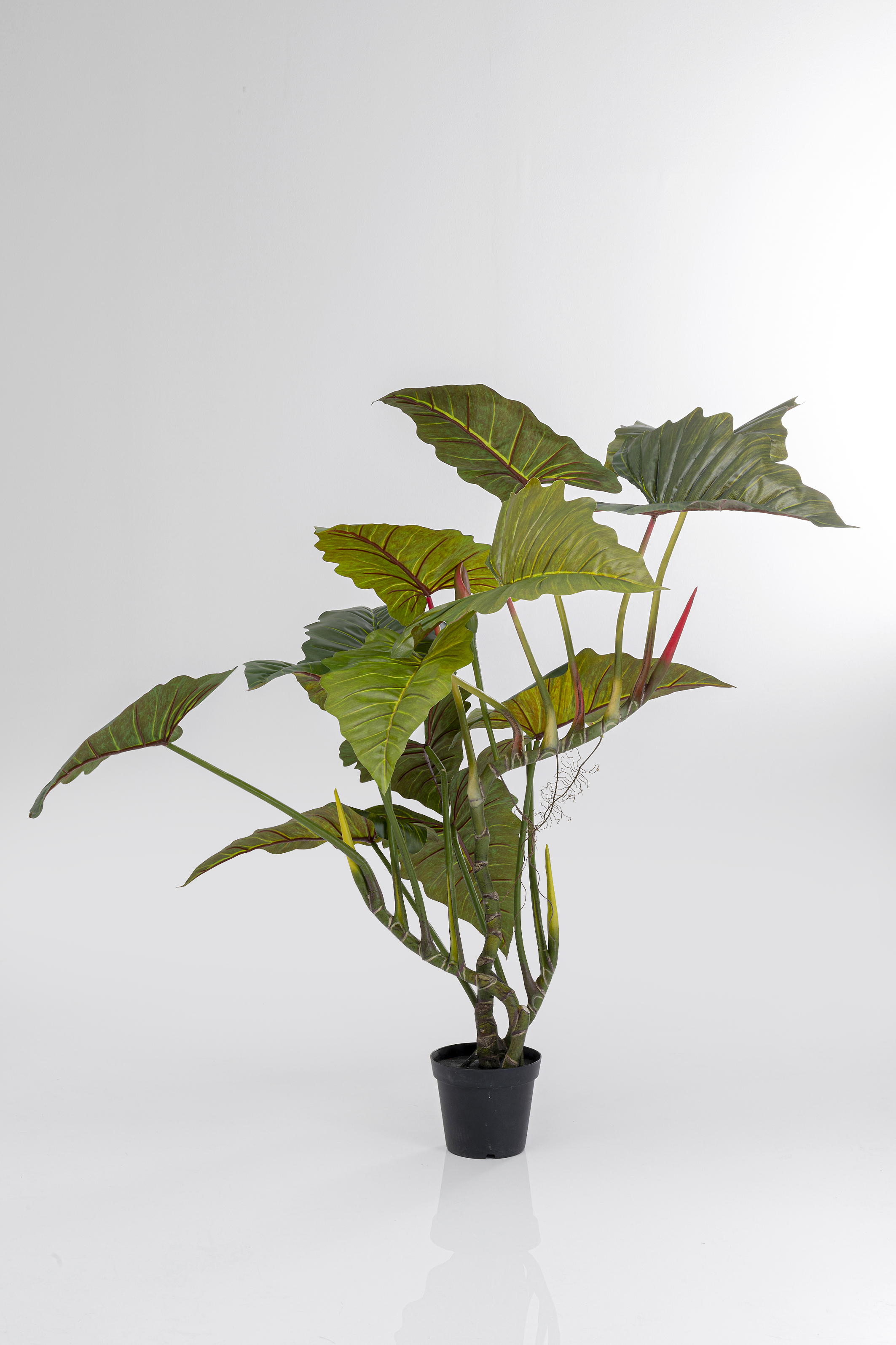 Deko Pflanze Taro - Accessoires