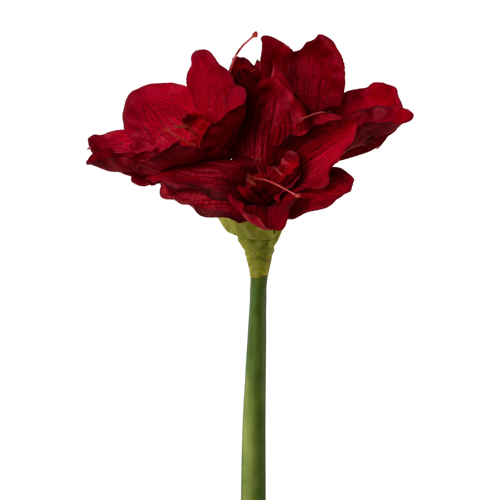 Amaryllis, 66 cm, dunkelrot - 