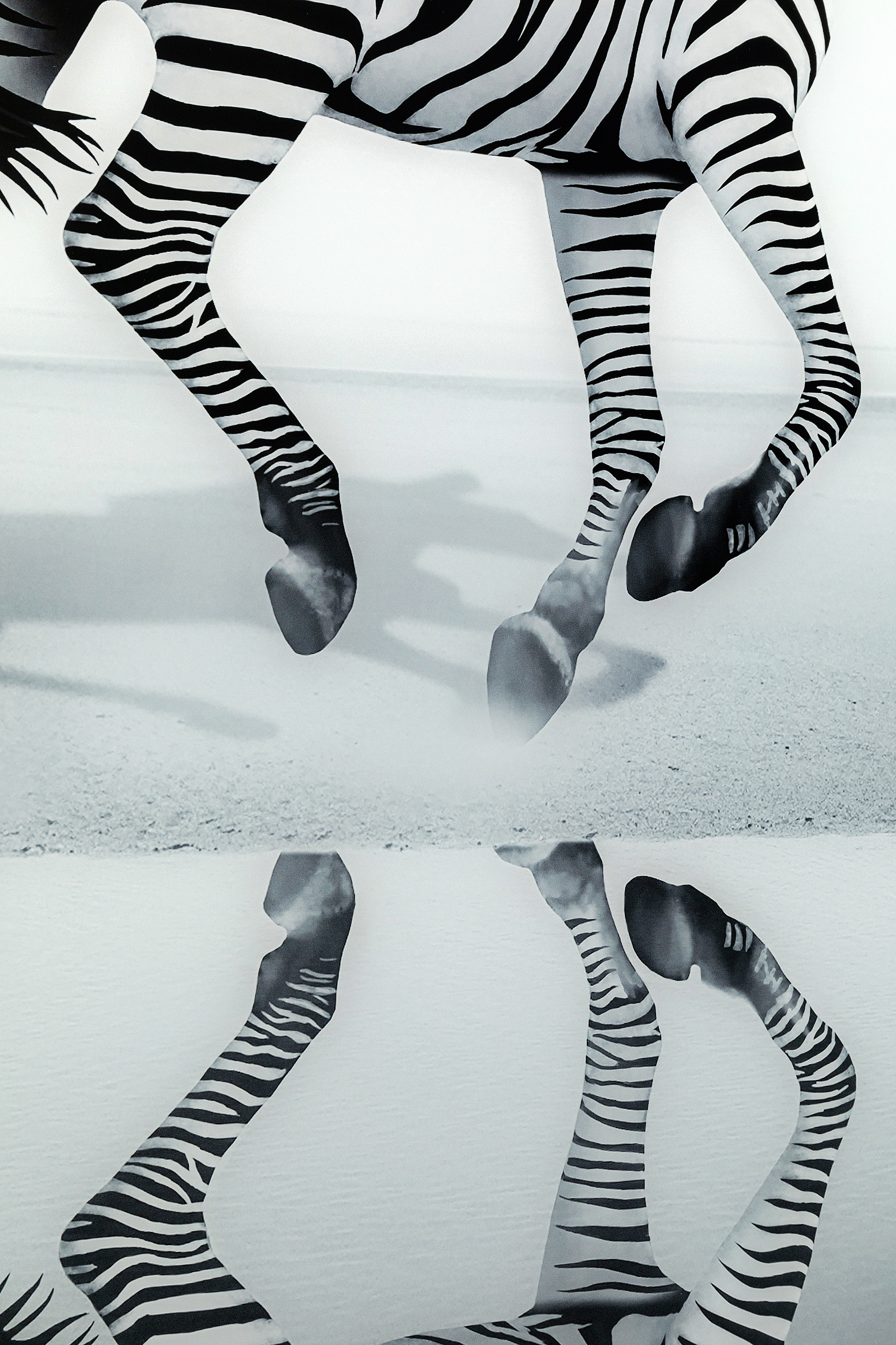 Bild Glas Savanne Zebra - Luxury