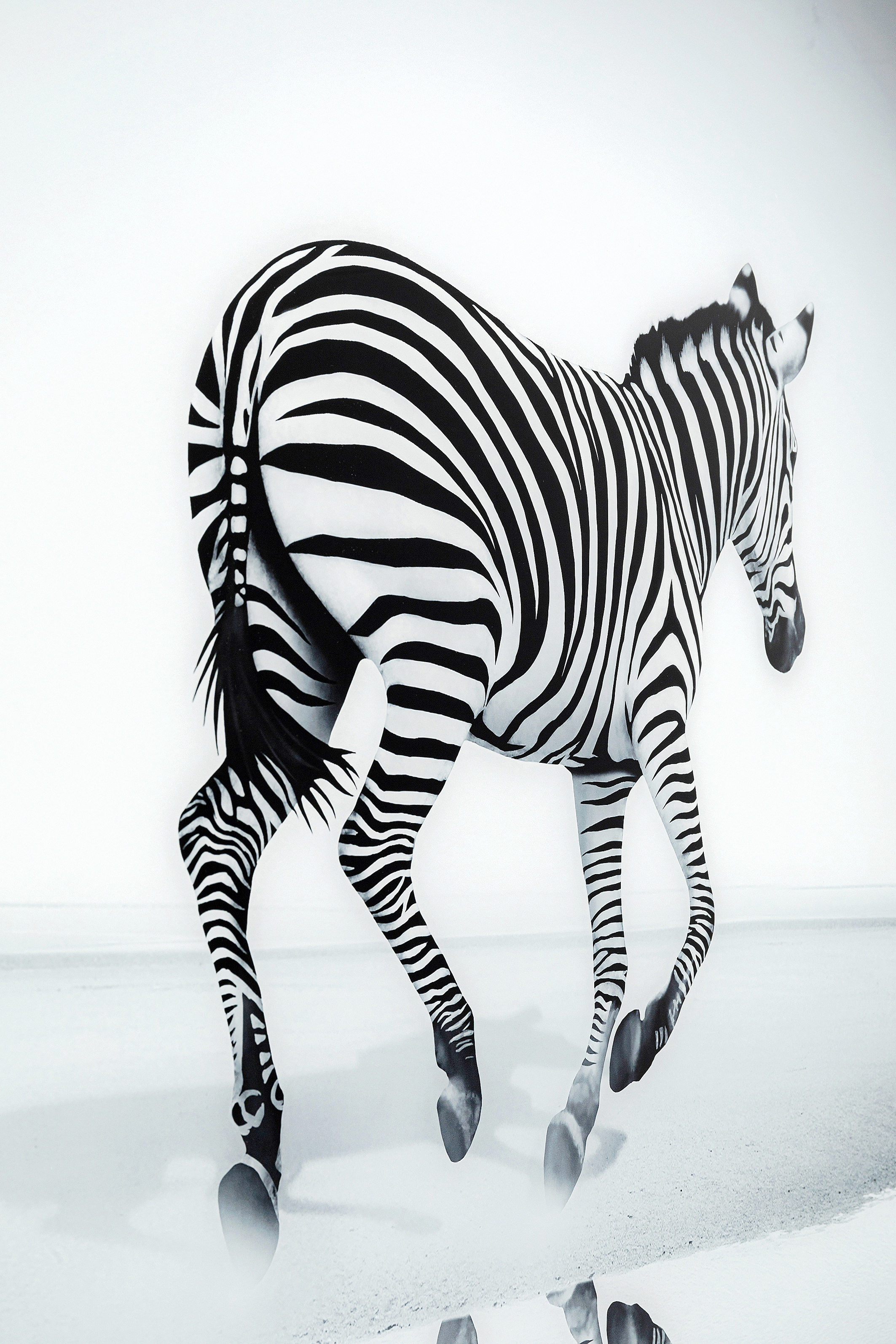 Bild Glas Savanne Zebra - Luxury