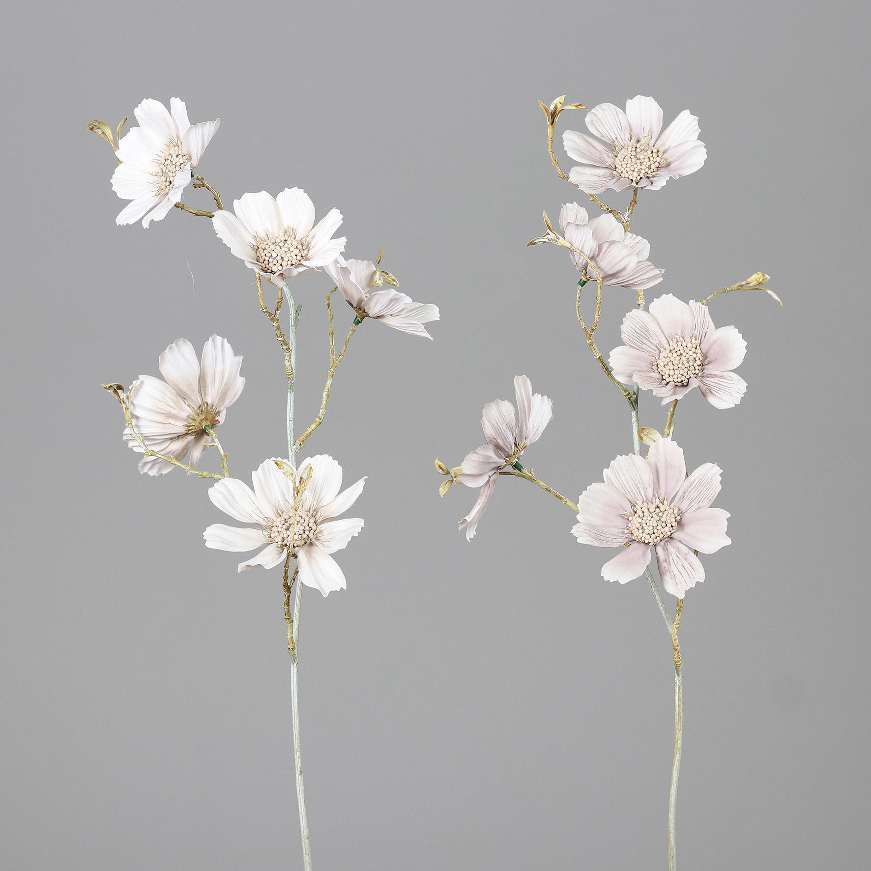 Cosmea mit fünf Blüten,  2-fbg sort., ca.  66 cm - Grau-Weiß