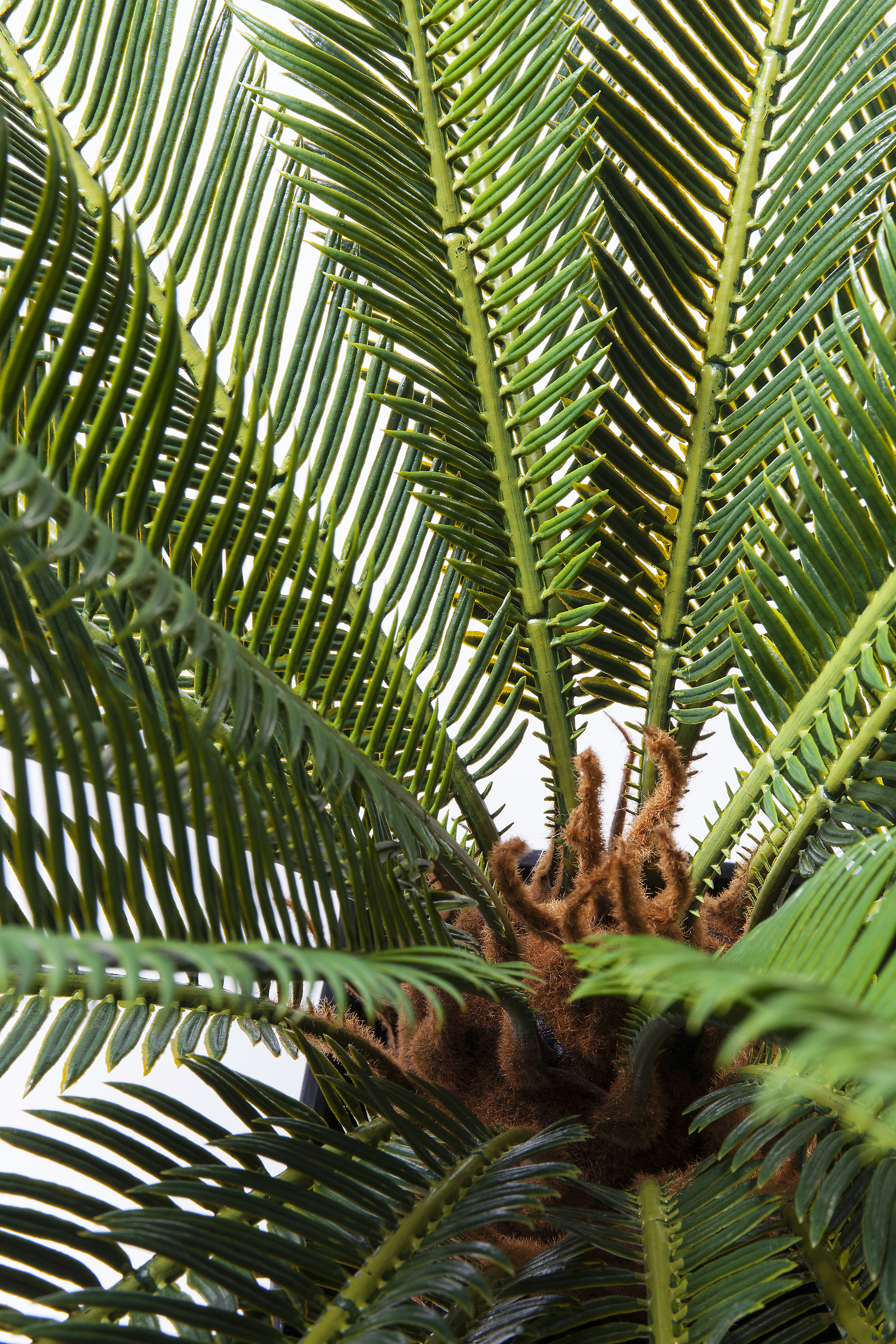 Deko Pflanze Cycas Tree - Accessoires