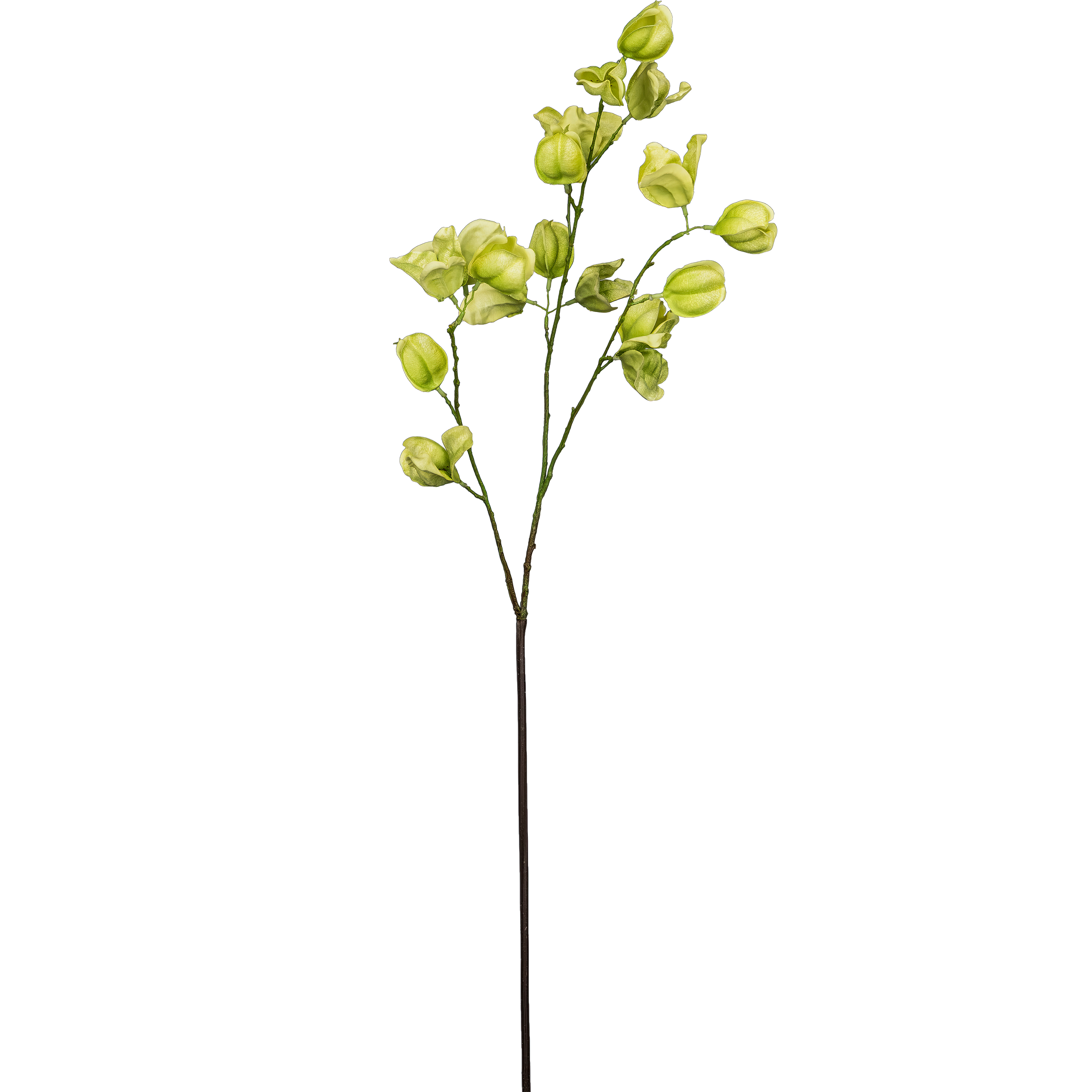 Korallenwein - 85cm, grün