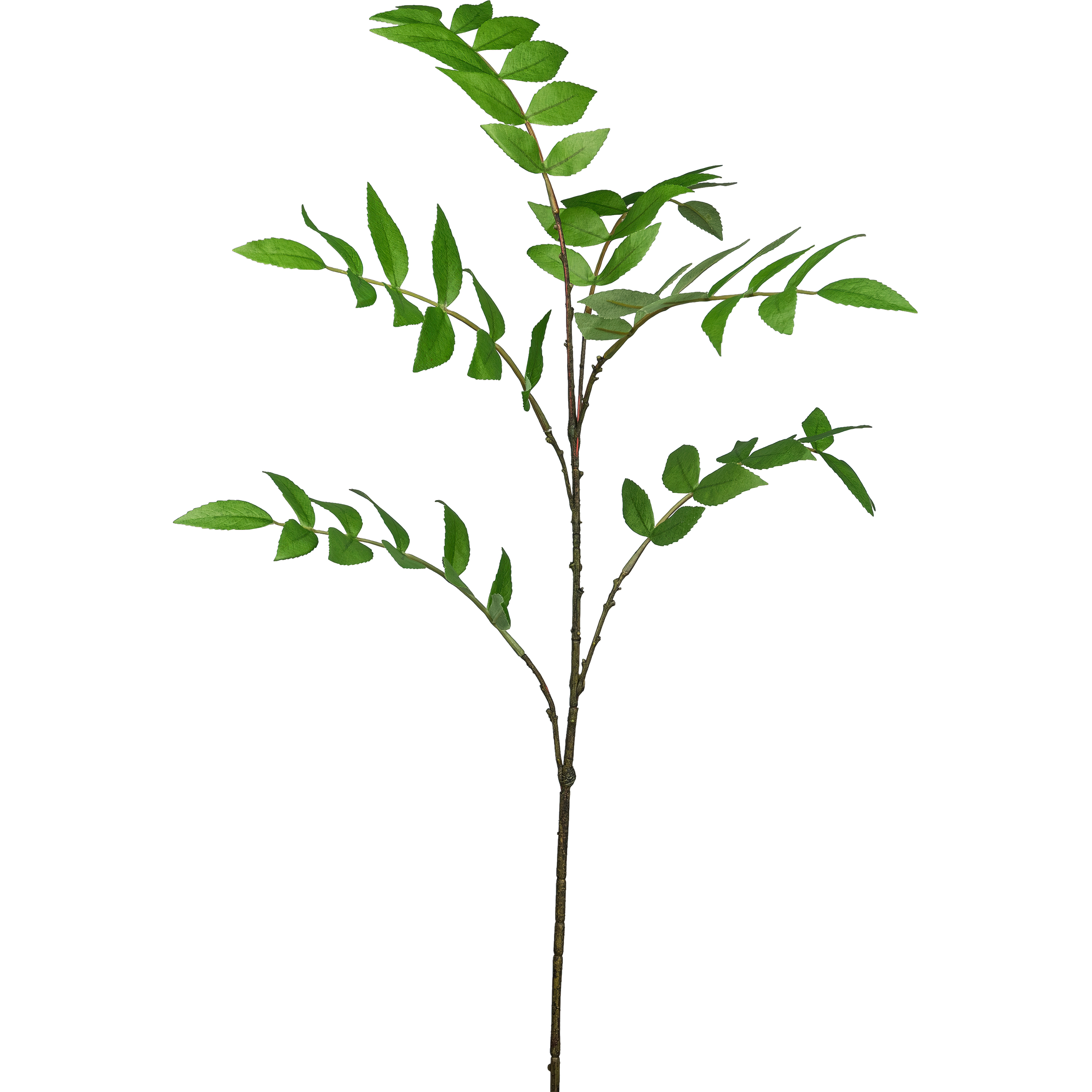Eberesche, grün - 93cm