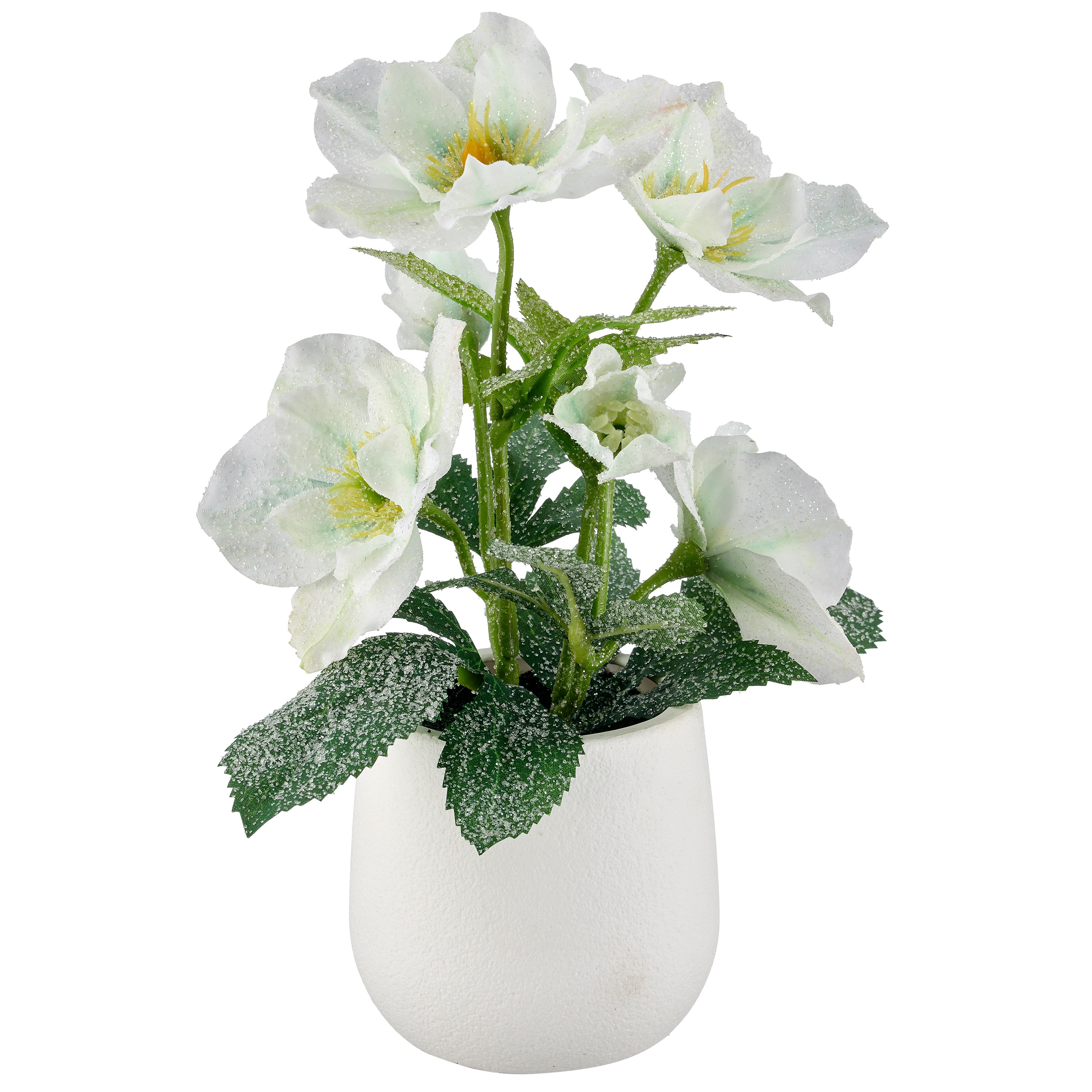 Christrose geeist im Topf - Höhe ca. 25cm
