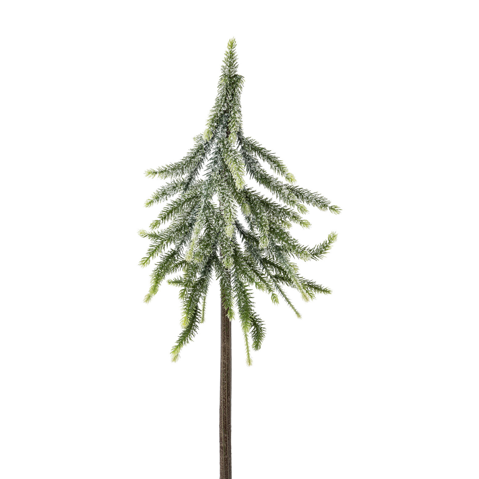 Fichtenstämmchen, - STÄMMCHEN