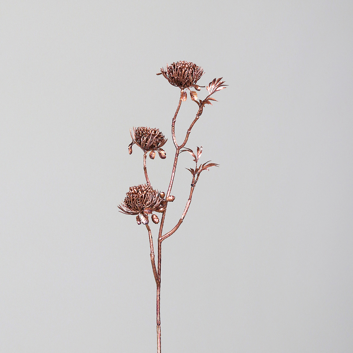 Fruchtstand, ca.  53 cm - rosee