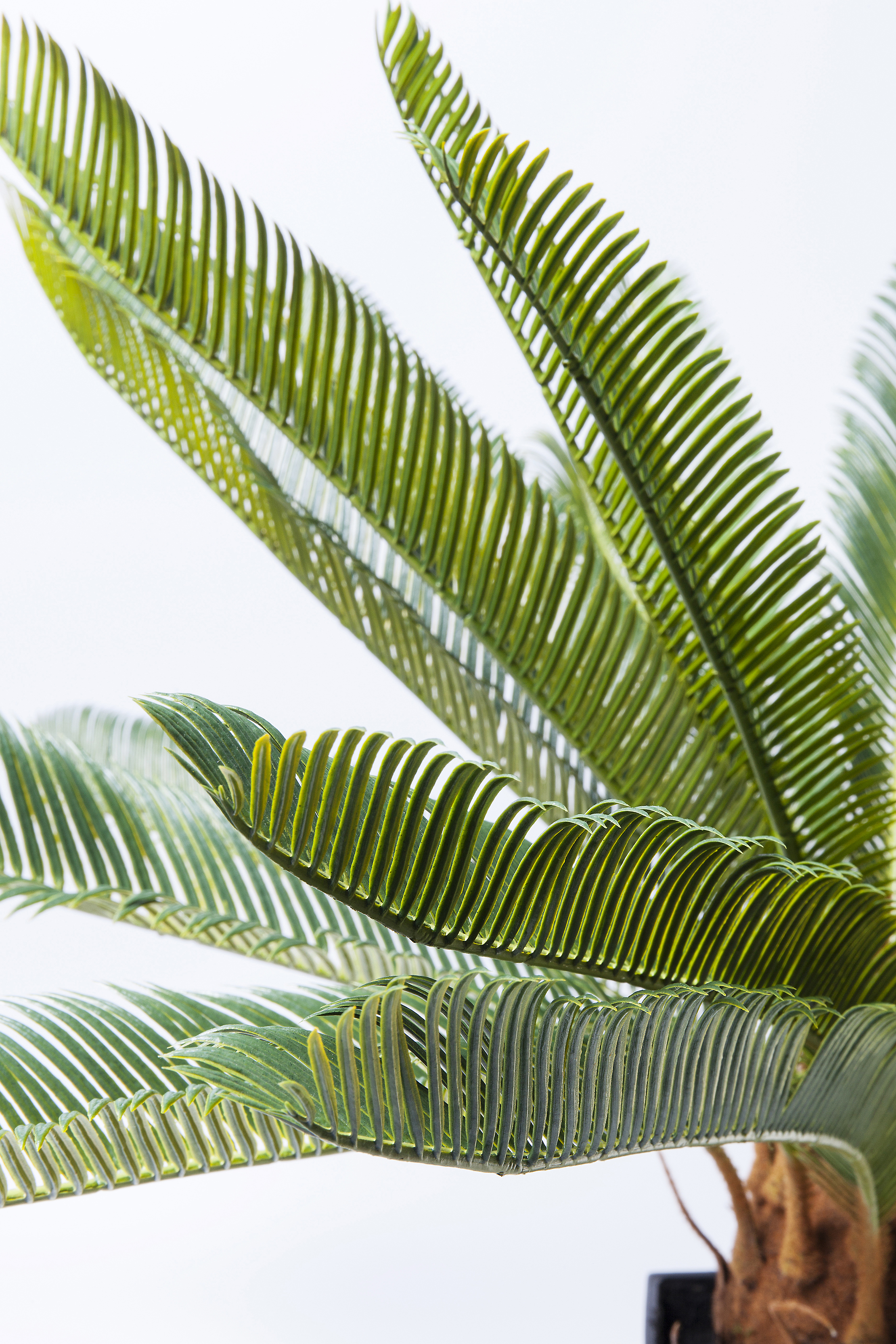 Deko Pflanze Cycas Tree - Accessoires