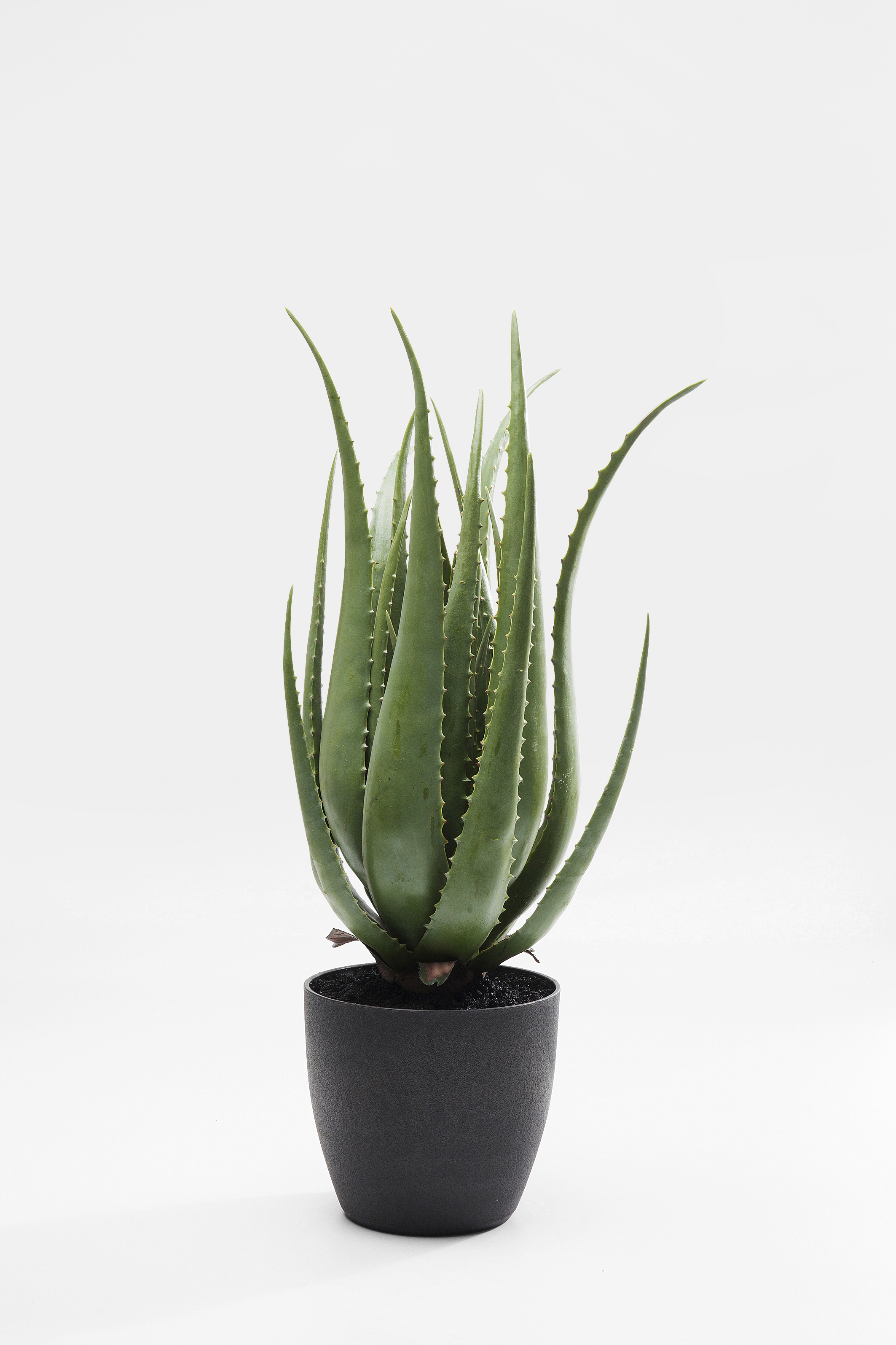 Deko Pflanze Aloe - Accessoires