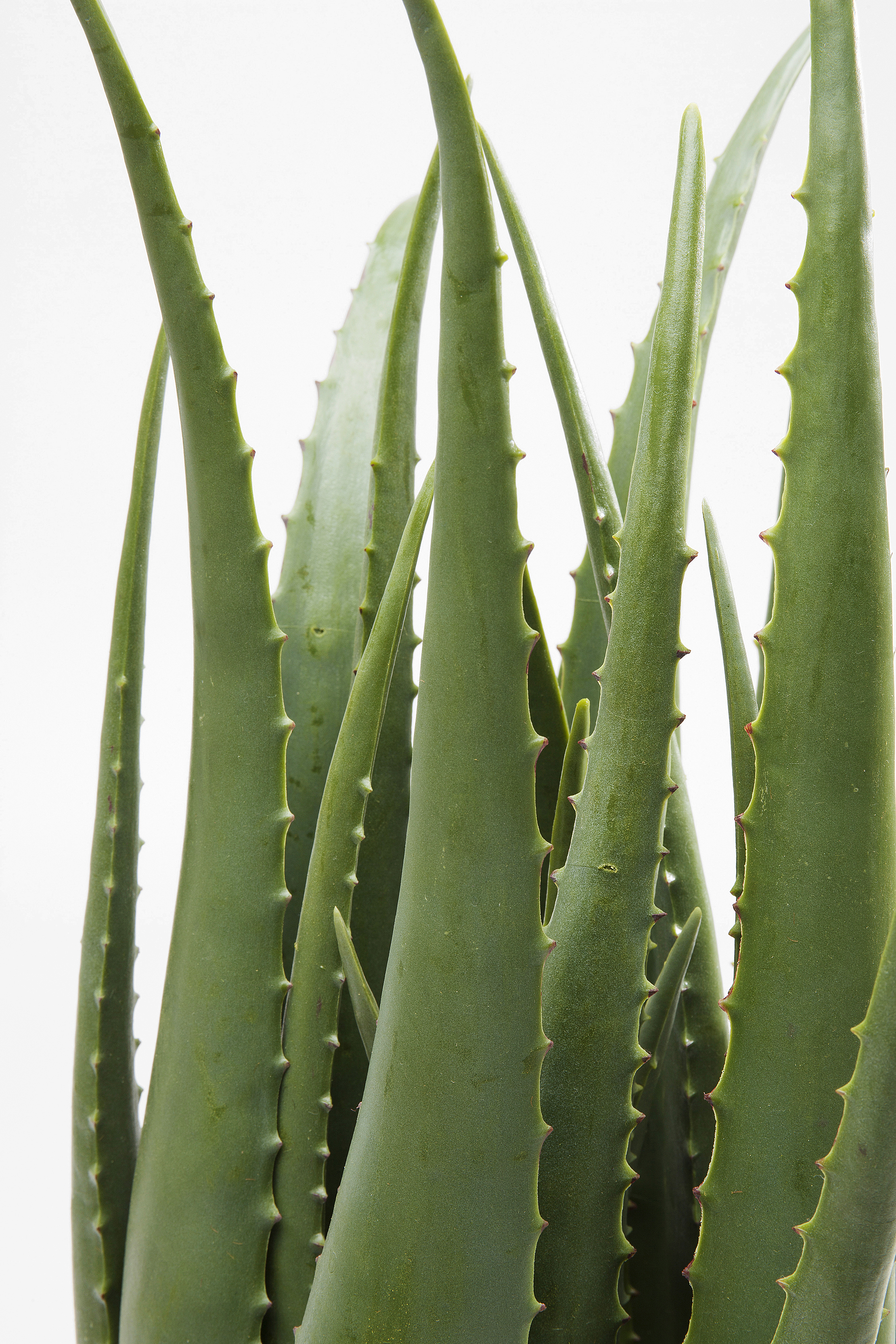 Deko Pflanze Aloe - Accessoires