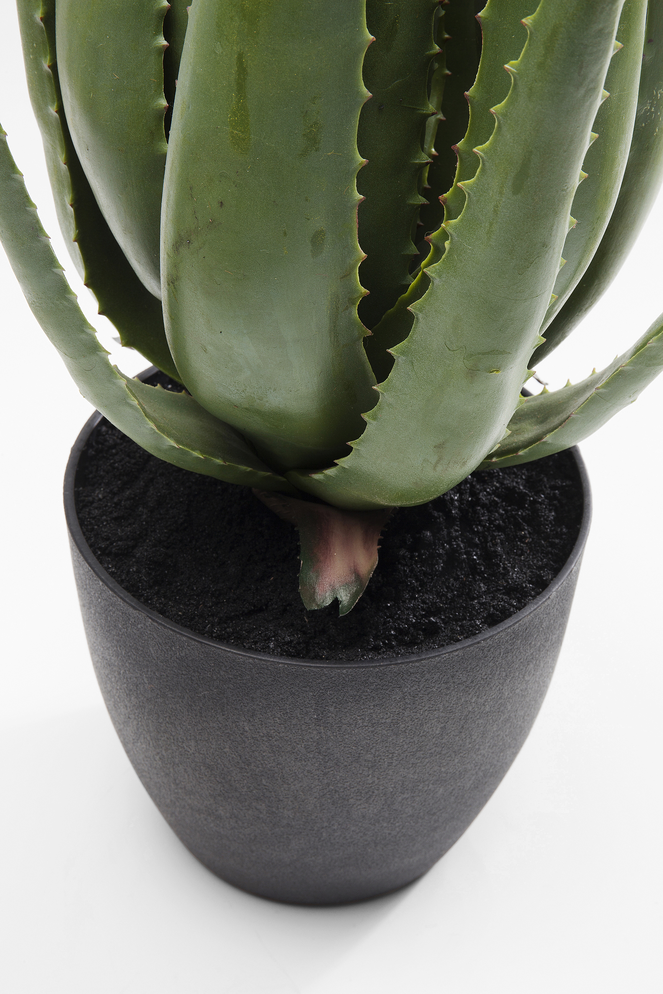 Deko Pflanze Aloe - Accessoires