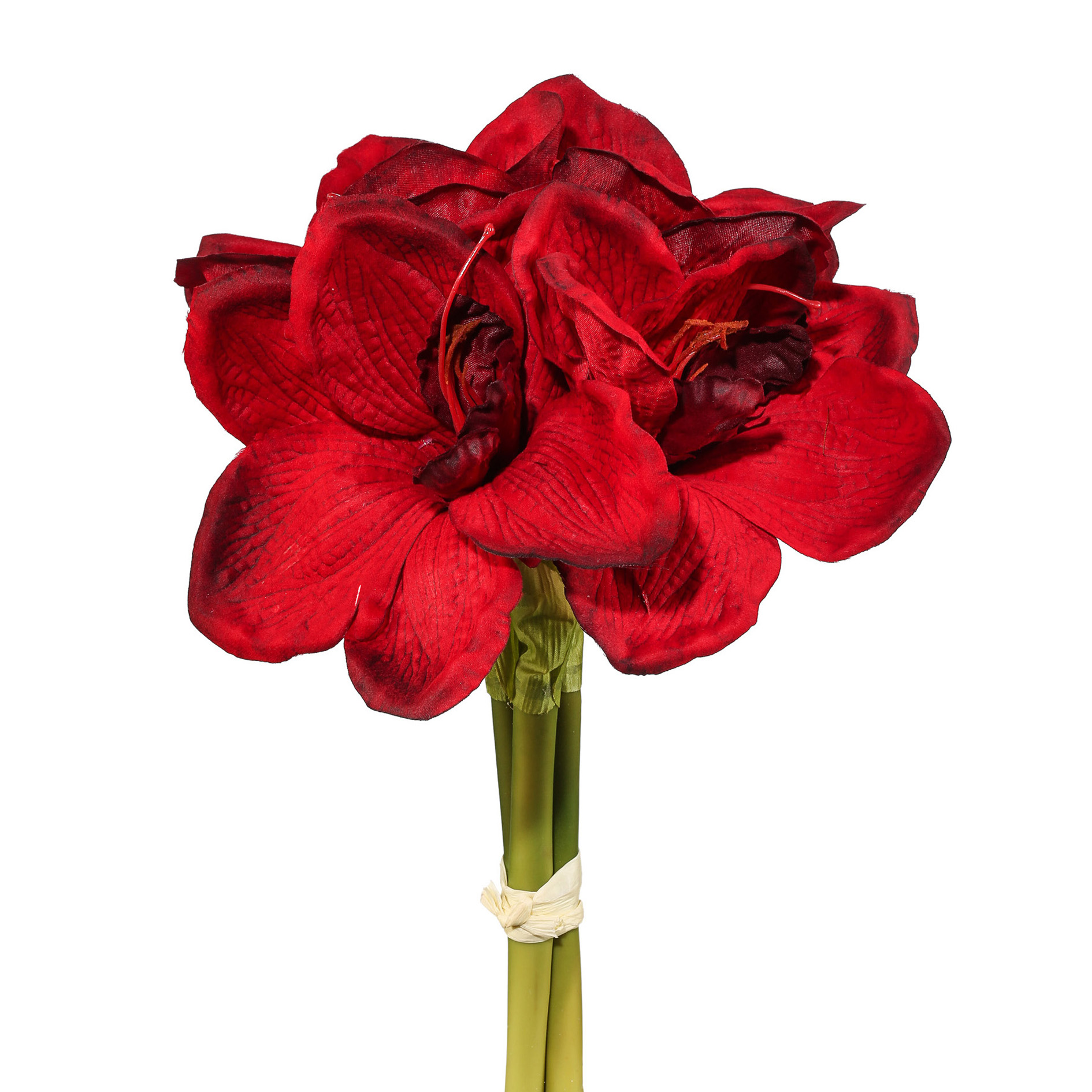 Amaryllis-Bund - dunkelrot, ca. 32cm