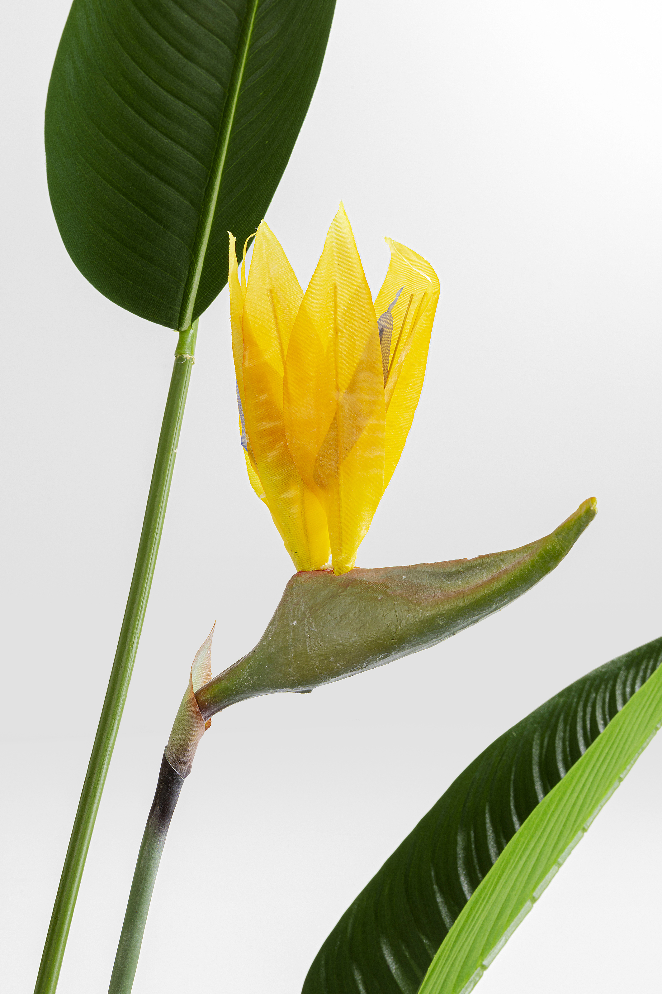 Deko Pflnaze Paradise Flowers - Accessoires