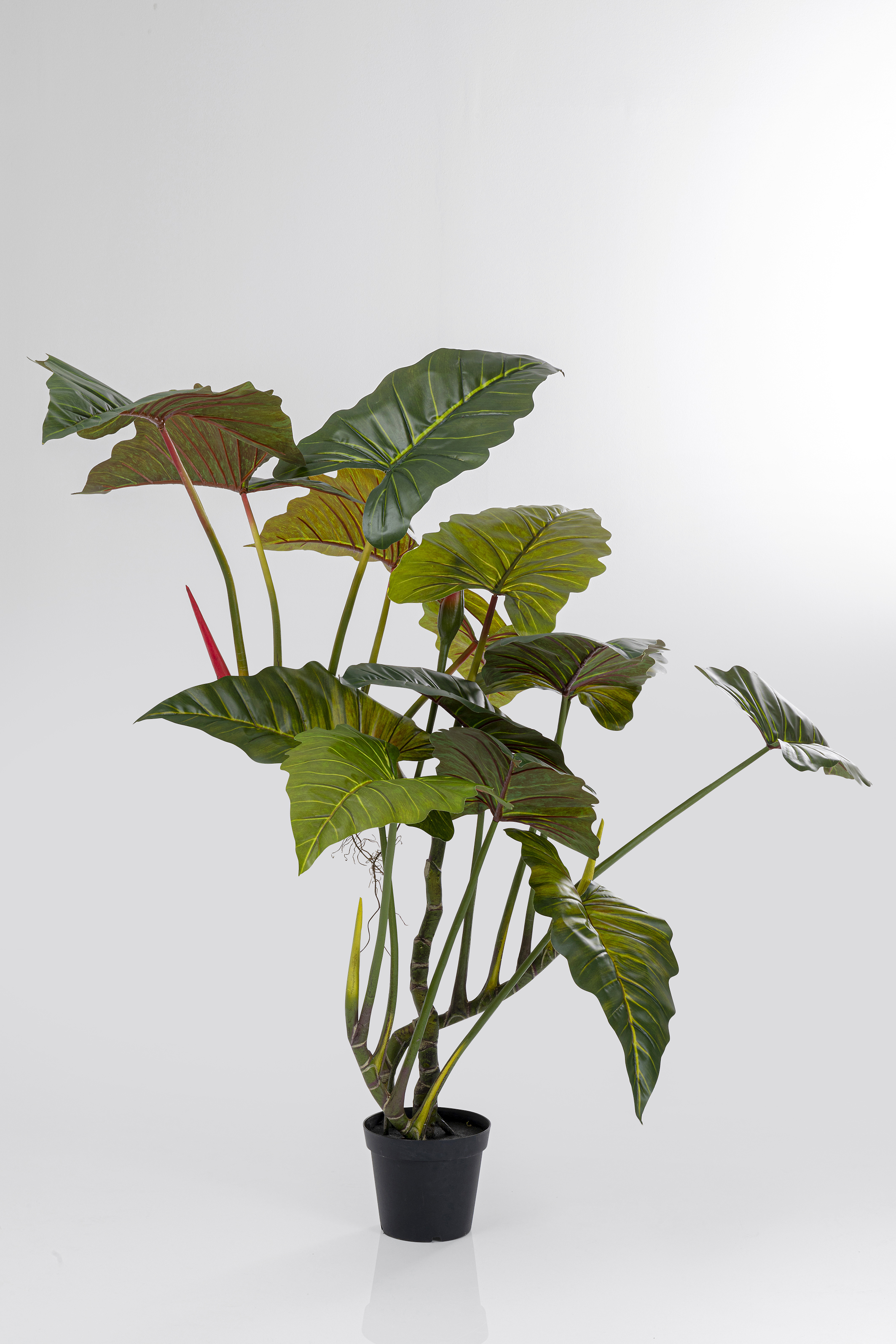 Deko Pflanze Taro - Accessoires