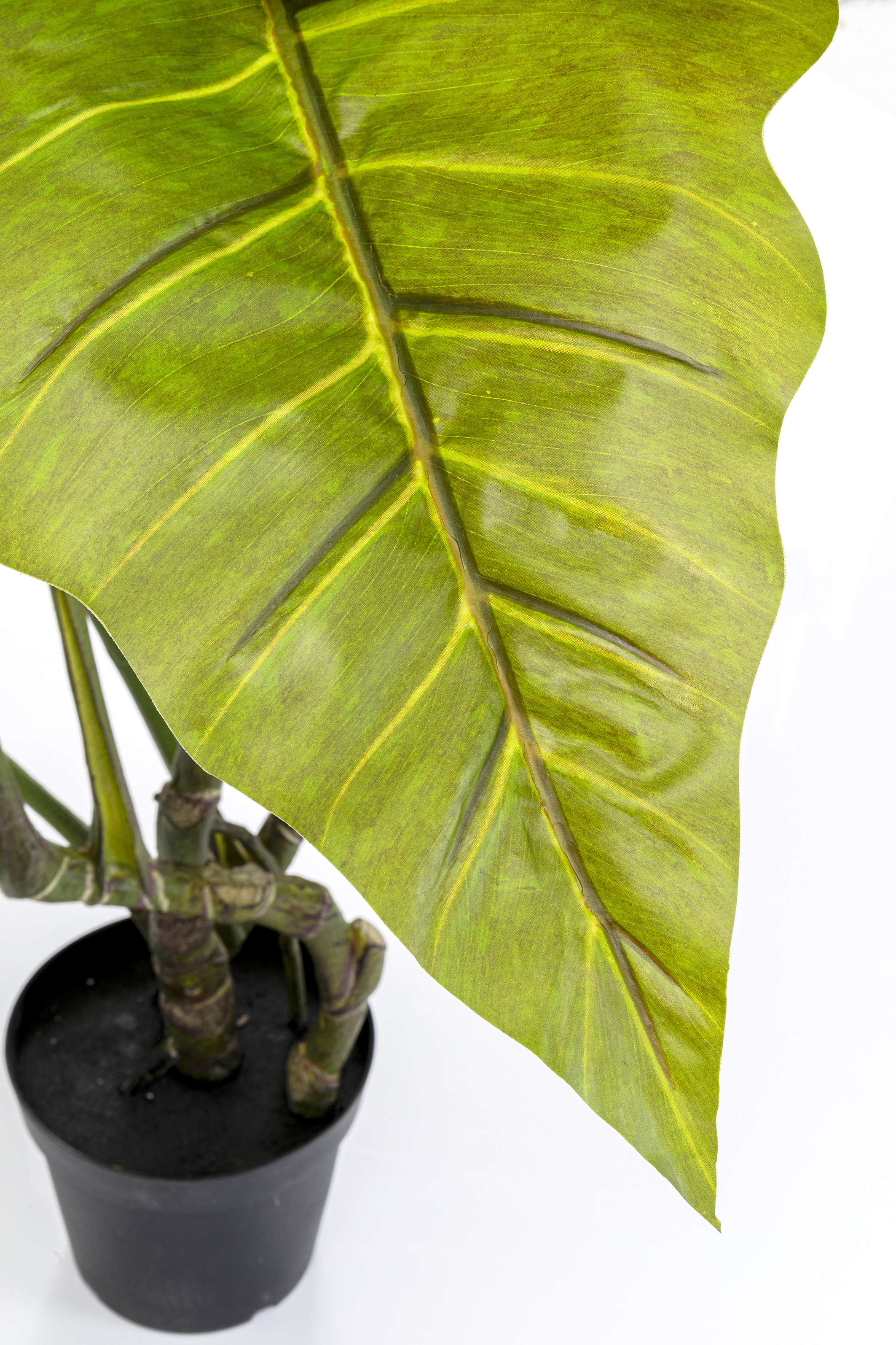 Deko Pflanze Taro - Accessoires