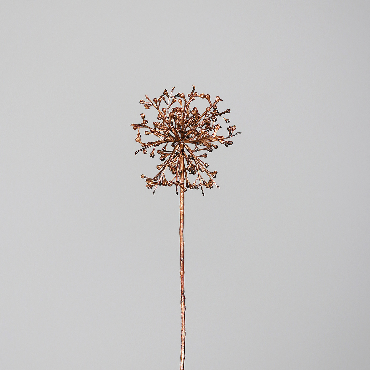 Agapanthus Fruchtstand, ca.  44 cm - gold-black