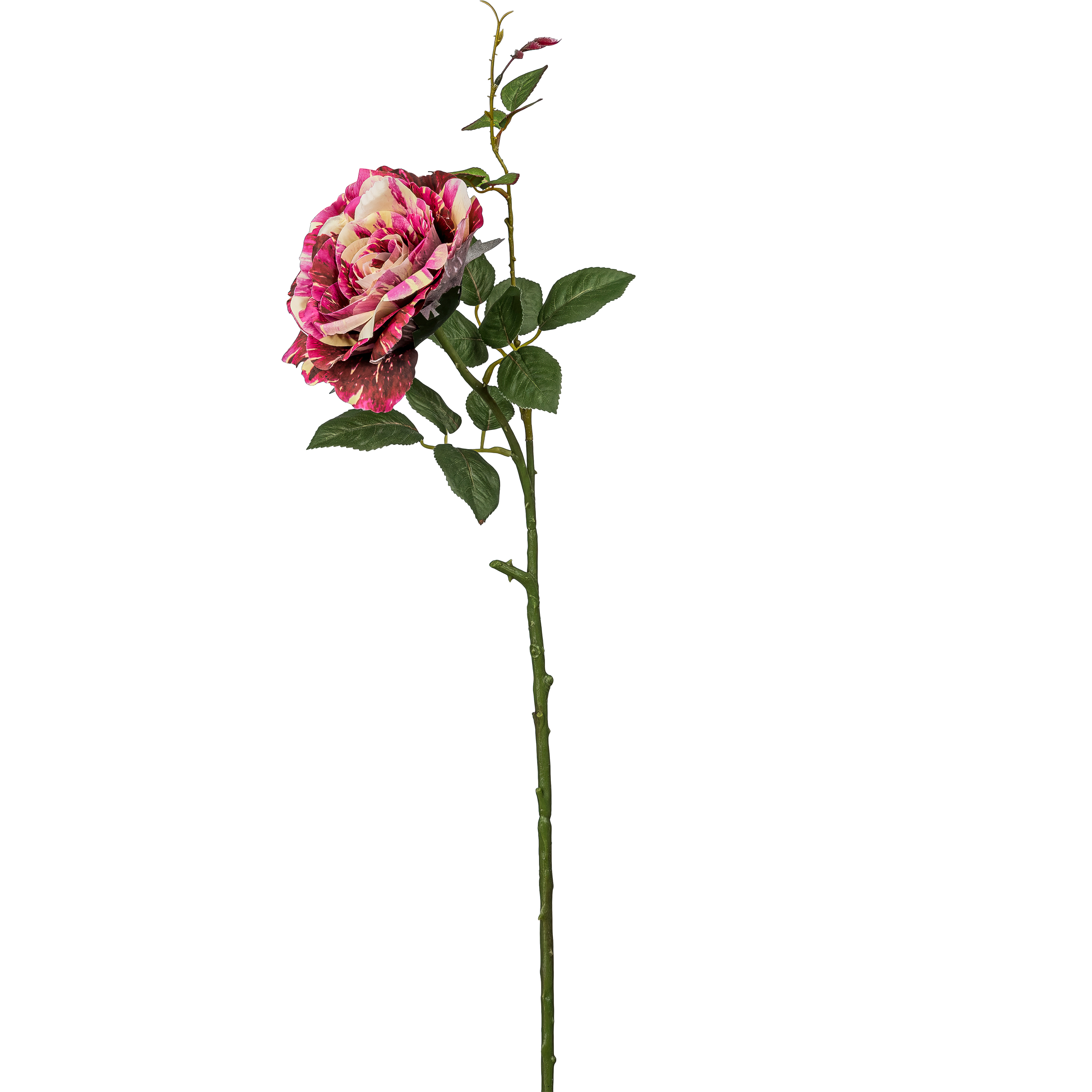 Rose - 72cm, bunt