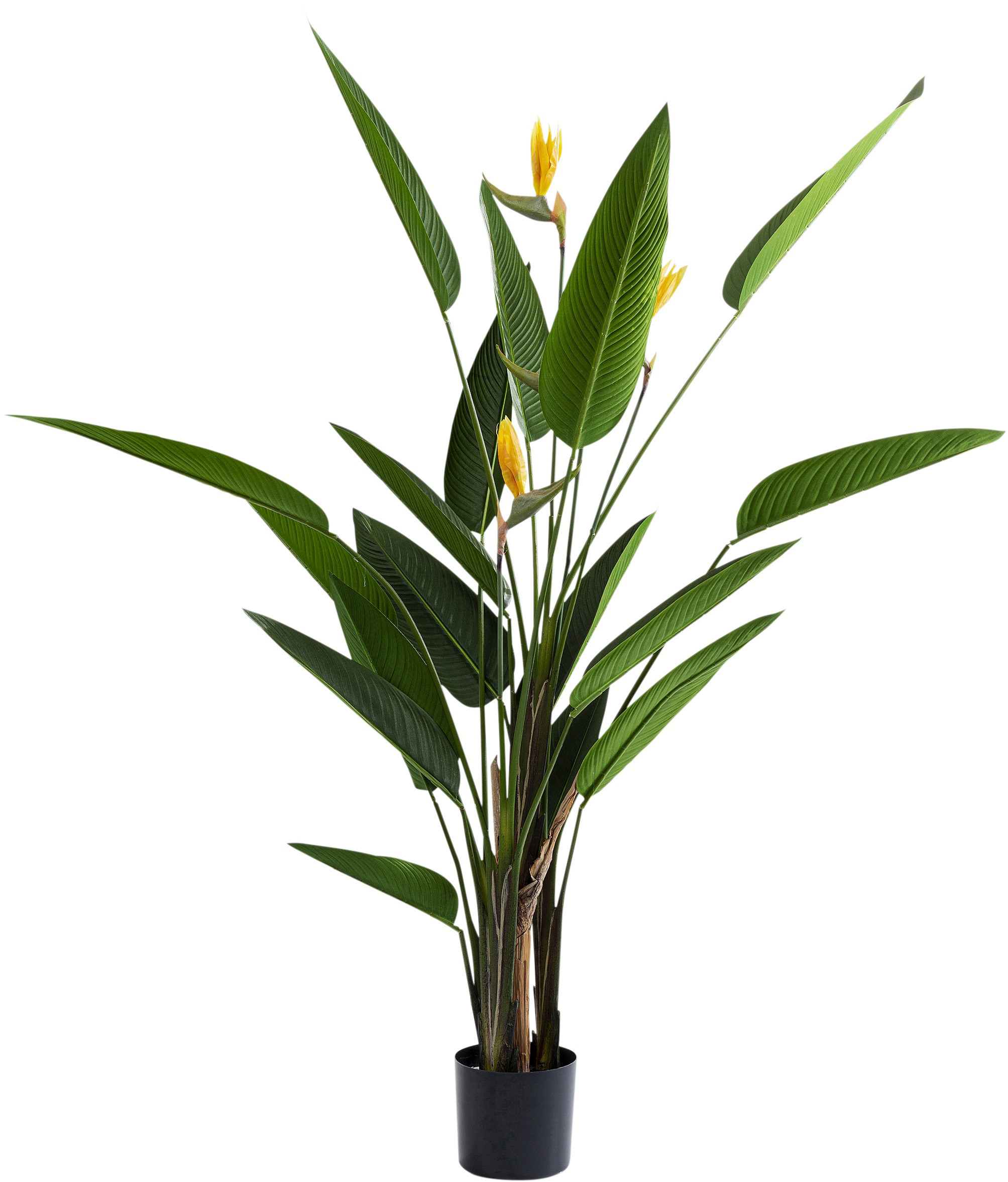 Deko Pflnaze Paradise Flowers - Accessoires