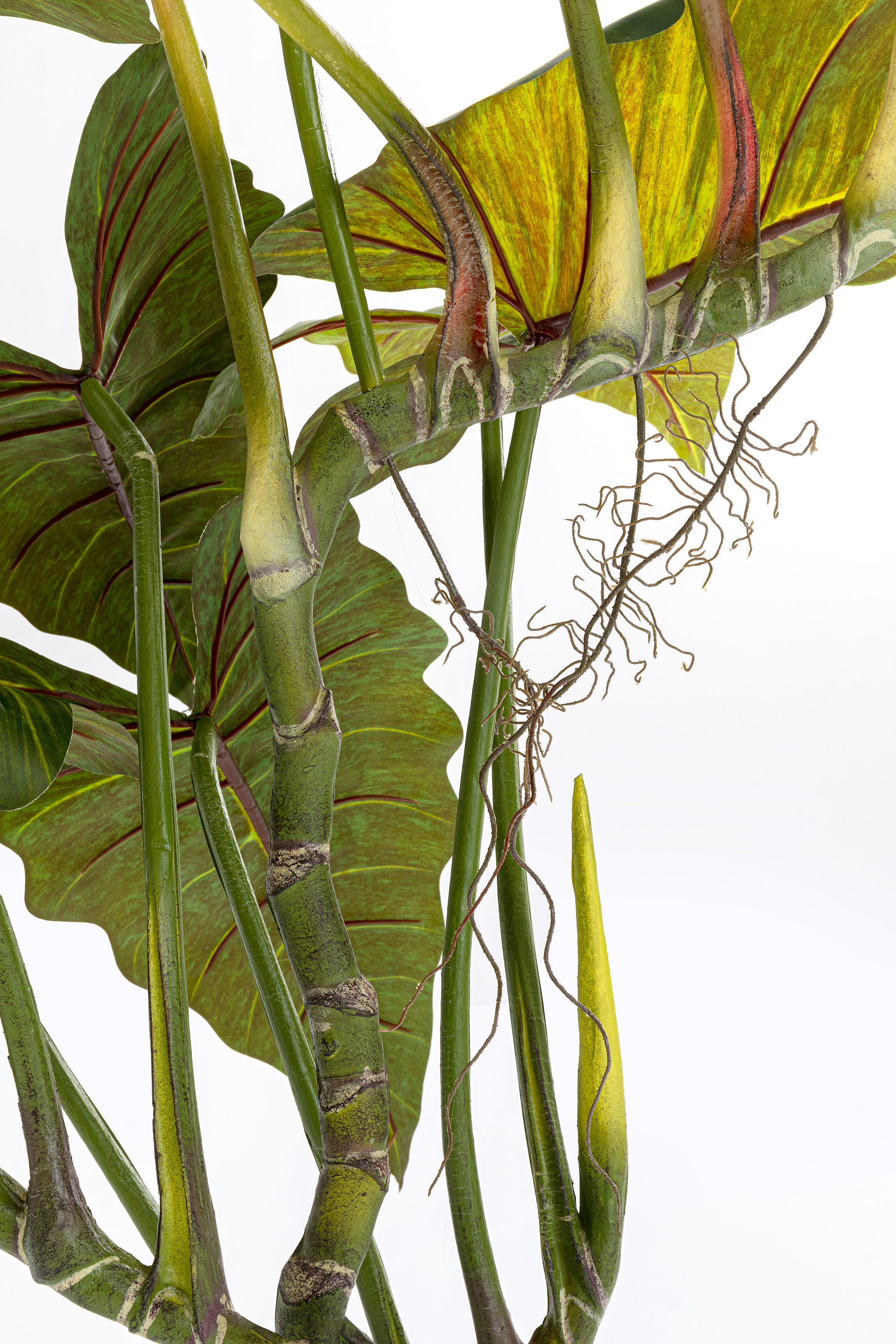Deko Pflanze Taro - Accessoires
