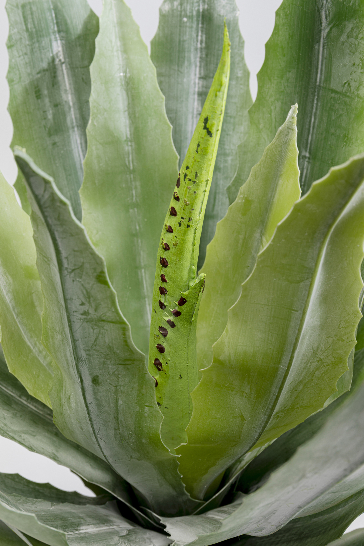 Deko Pflanze Agave - Accessoires