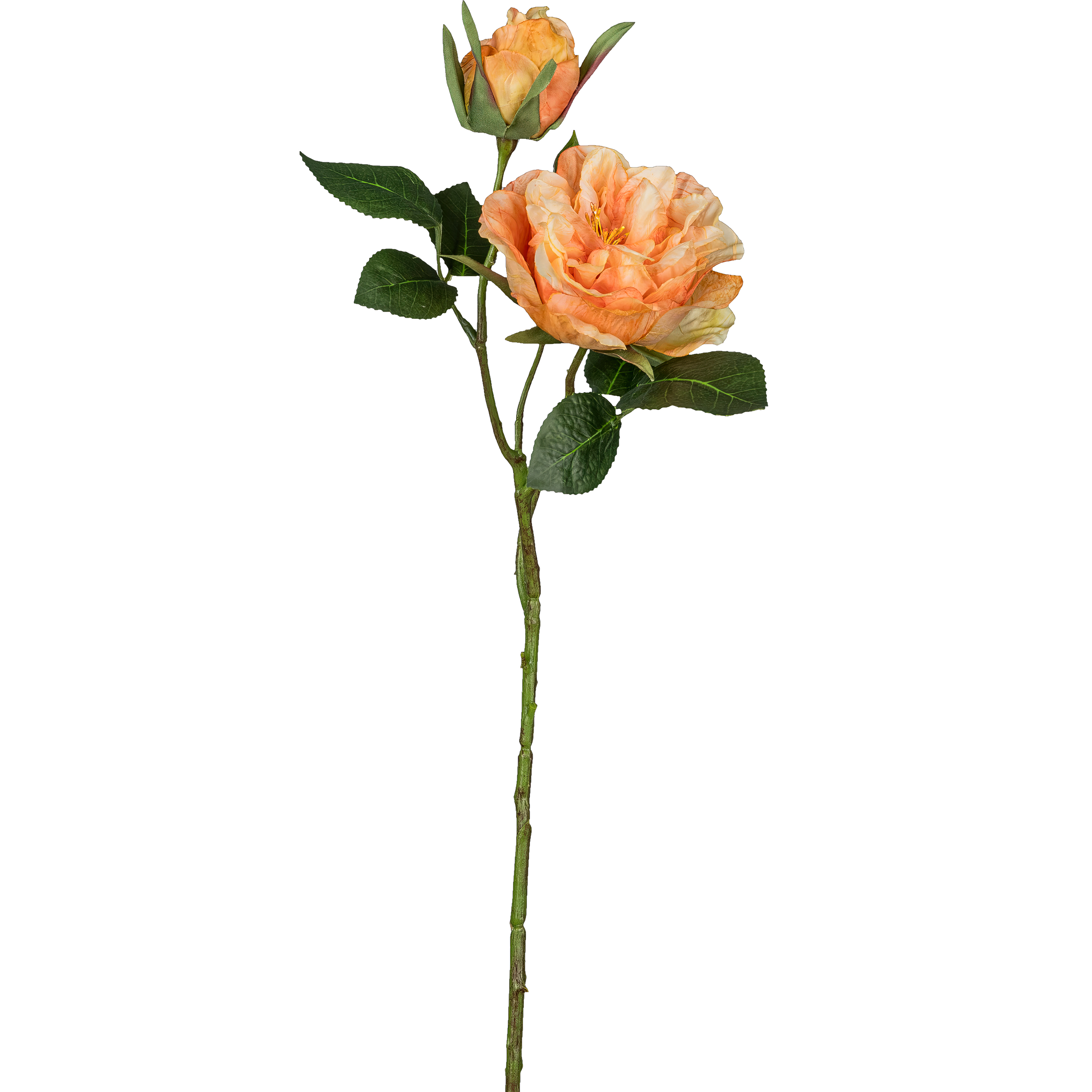 Gartenrose - 58cm, orange