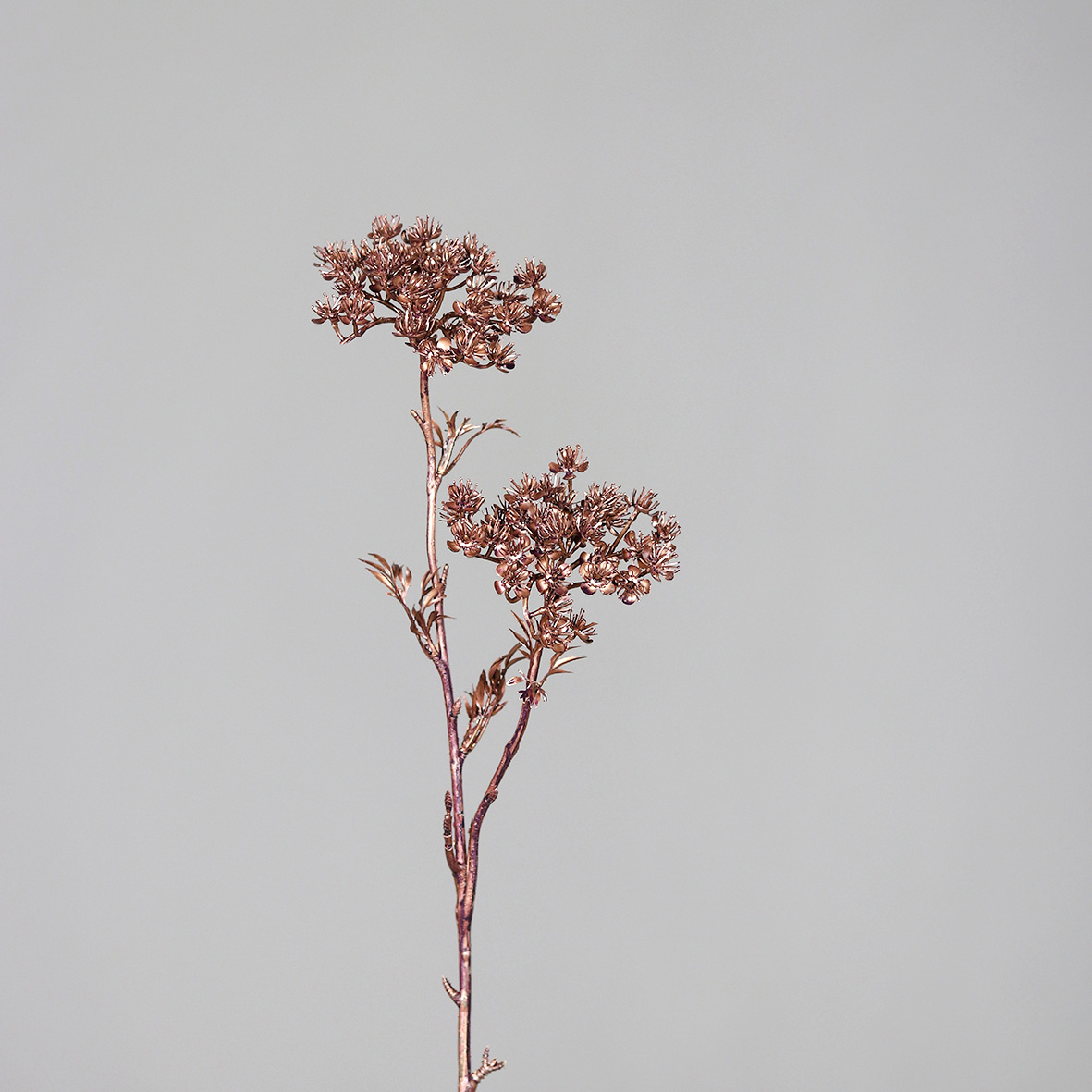 Amimajus Fruchtstand, ca.  48 cm - rosee