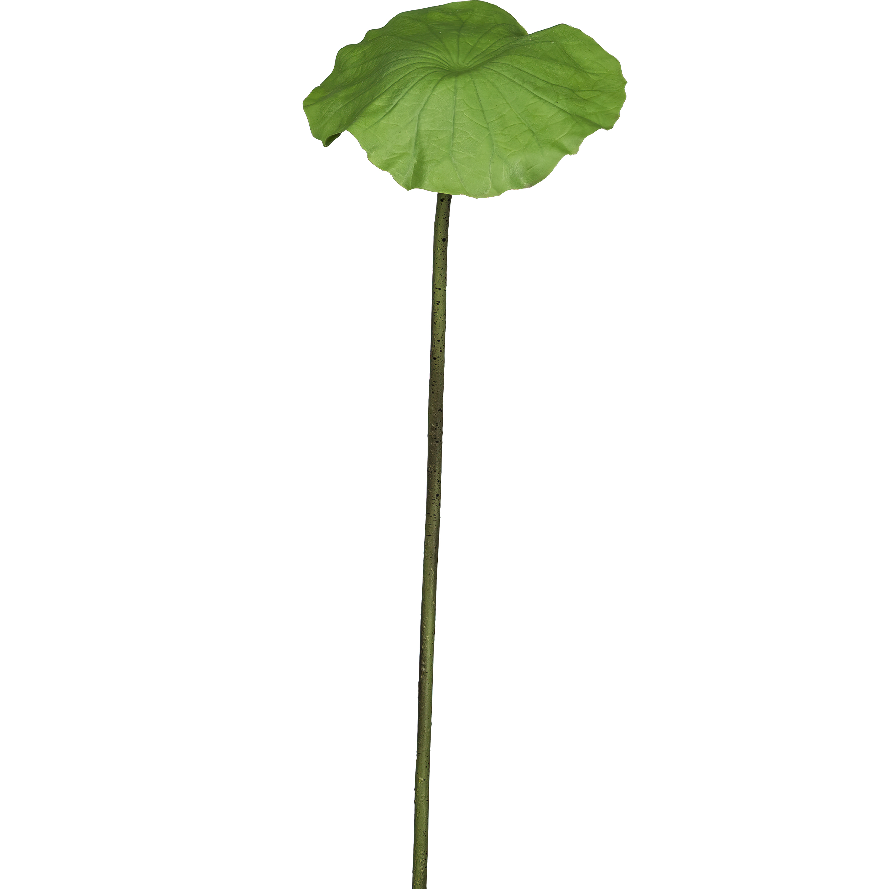 Lotusblatt - 71cm, grün