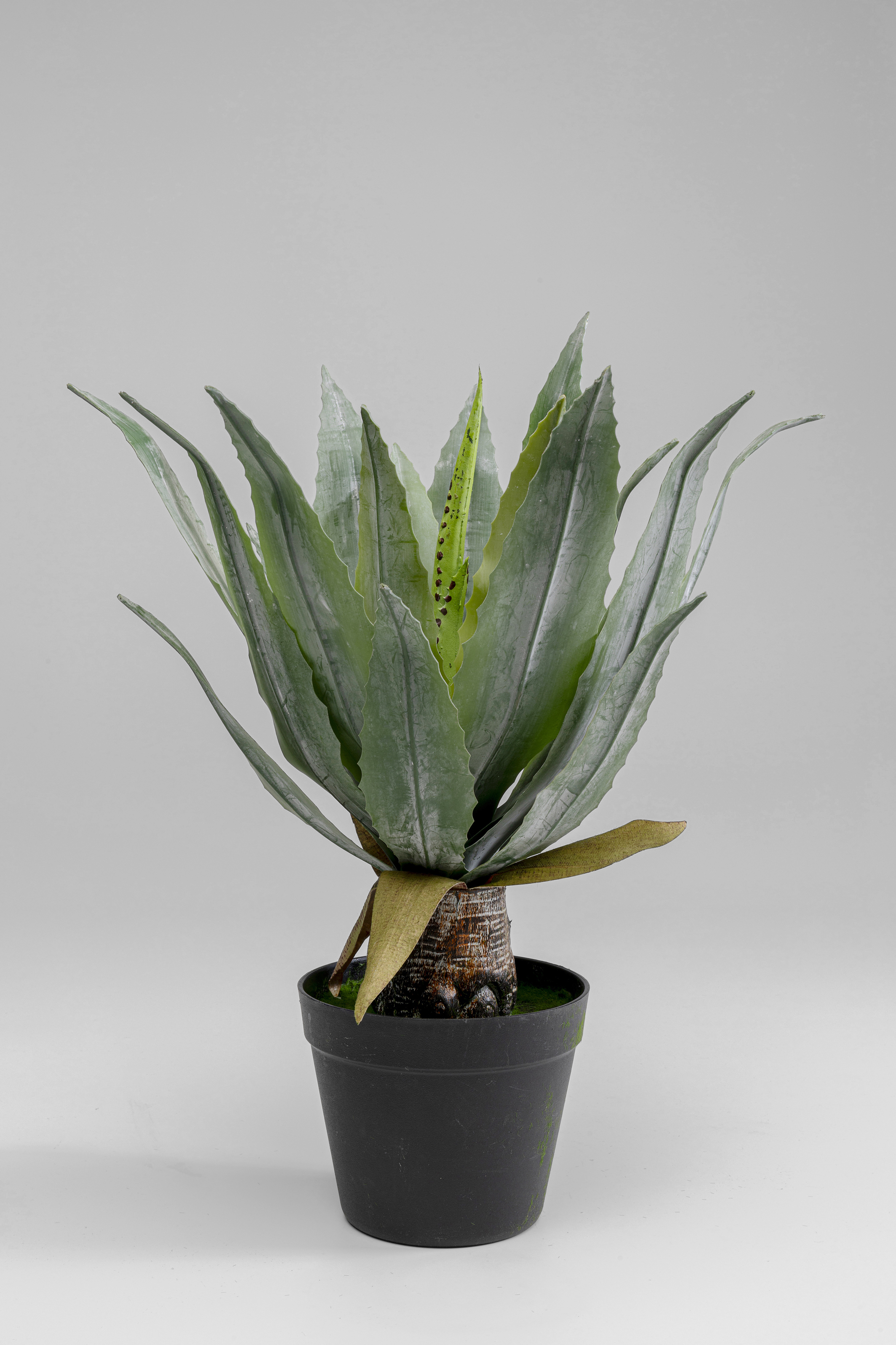 Deko Pflanze Agave - Accessoires